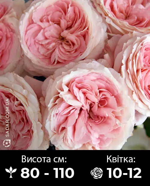 Саджанці рози Майра Роуз