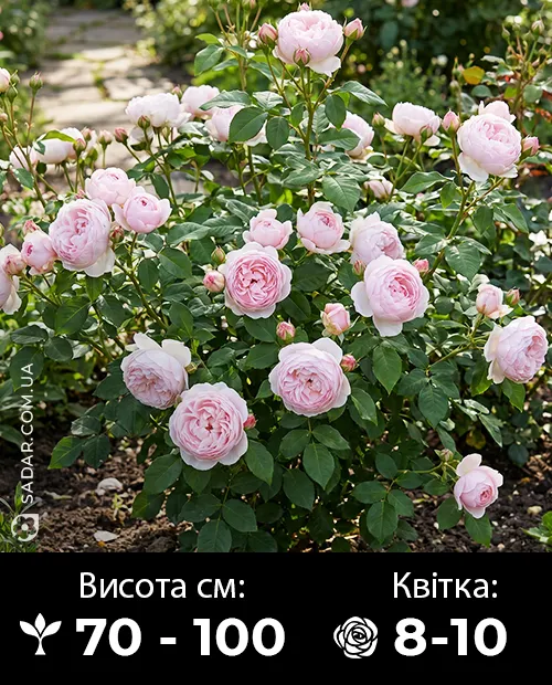 Саджанці рози Піоні Пінк
