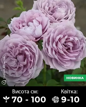 Саджанці рози Новалас (флорібунда)