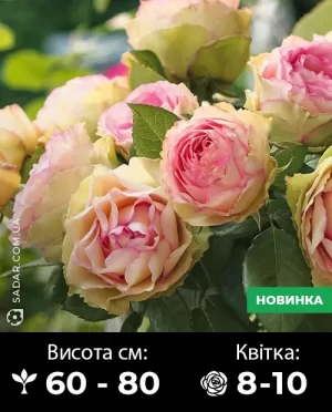 Саджанці рози Джаліта