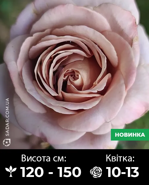 Саджанці рози Кава лате