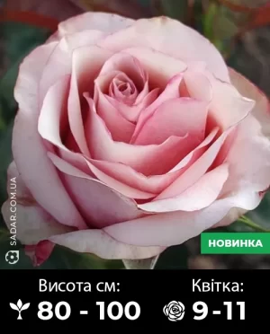 Саджанці рози Вінтаж