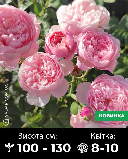 Саджанці рози Алнвік Роуз