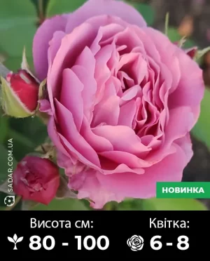 Саджанці рози Аоі