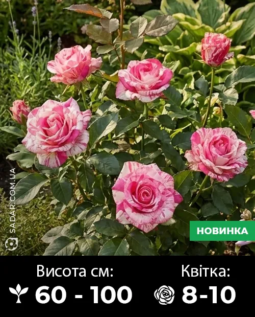 Саджанці рози Барракуда