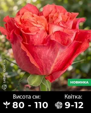 Саджанці рози Карабелла
