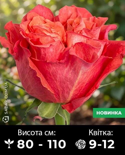 Саджанці рози Карабелла