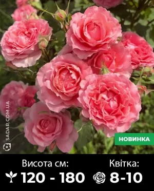 Саджанці рози Корал Желе