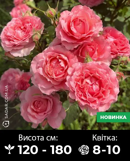 Саджанці рози Корал Желе