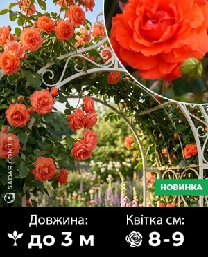 Саджанці рози Саліта Оранжева (плетиста)