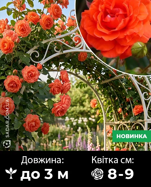 Саджанці рози Саліта Оранжева (плетиста)