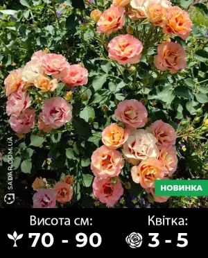 Саджанці рози Шираз