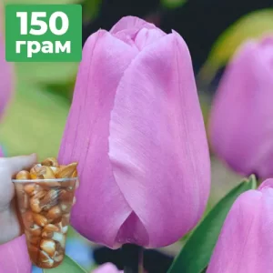 150грам діток тюльпана Cha Cha (Чача)