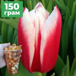 150грам діток тюльпана Cha Cha (Чача)