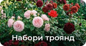 Набори троянд