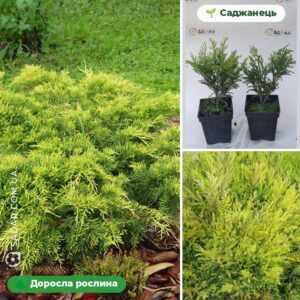 Ялівець горизонтальний Лайм Глоу (Lime Glow) (В горщику Р9)