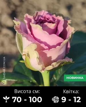 Троянда Дольчетто Нова