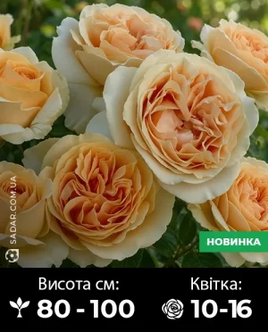 Саджанці рози Кендлайт