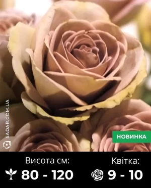 Троянда Амнезія