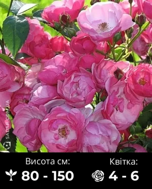Троянда Ангела