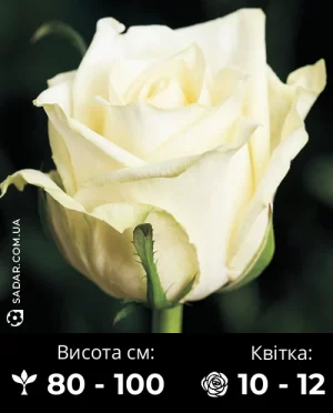 Троянда Аваланж