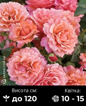 Троянда Августа Луїза (паркова)