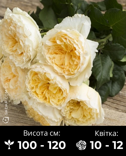 Троянда Беатріс (англійська)