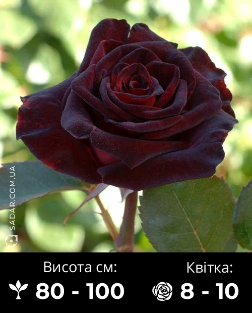Троянда Блек Бакара