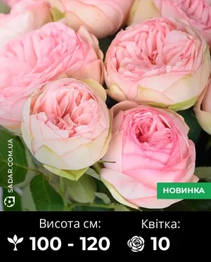 Троянда Брайдал піано