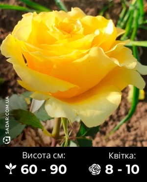 Троянда Чайна Герл
