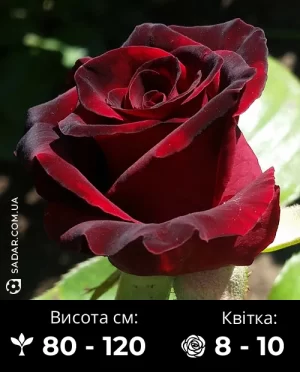 Троянда Чорний Принц