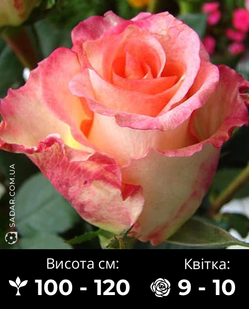 Троянда Дует