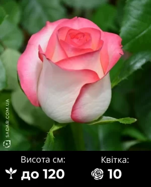 Троянда Джумілія
