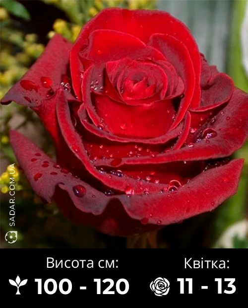 Троянда Експлорер