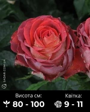 Троянда Гіннес