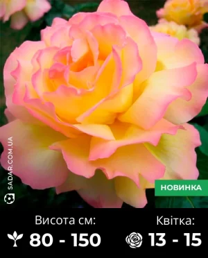 Троянда Глорія дей