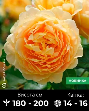 Троянда Голден Селебрейшн (англійська)