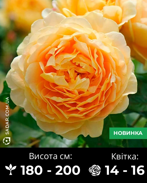 Троянда Голден Селебрейшн (англійська)