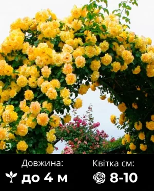 Троянда Голден Шауерс