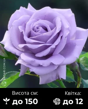 Троянда Голубий Ніл (чайно-гібридна)