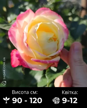 Троянда Ювілей Кордеса