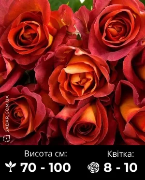 Троянда Кава Брейк