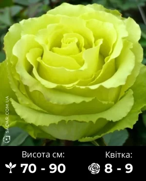 Троянда Ківі