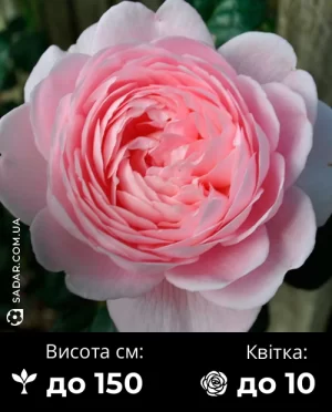 Троянда Квін Оф Свіден (англійська)