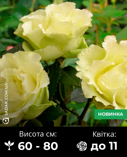 Троянда Лімбо