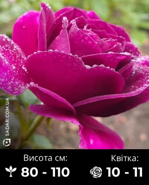 Троянда Нью Ейдж (Флорібунда)