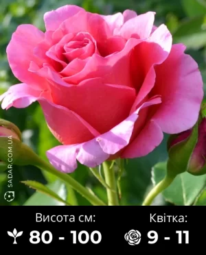 Троянда Пінк Флоід