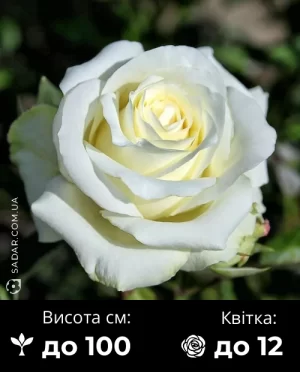 Троянда Поло