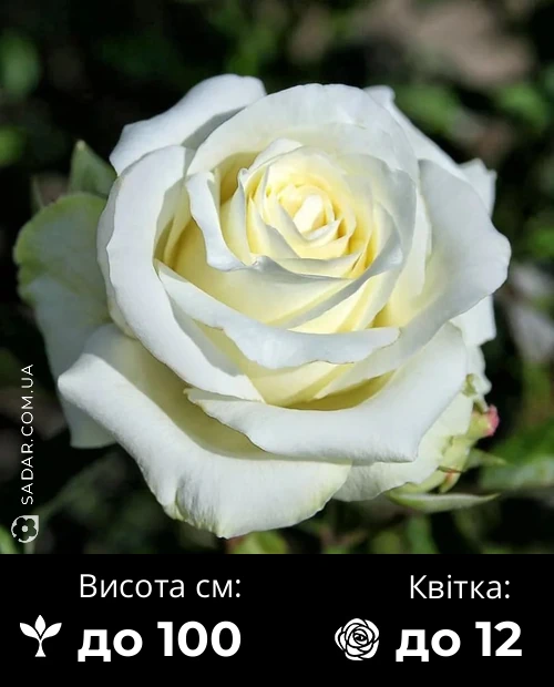 Троянда Поло