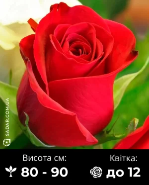 Троянда Преферанс